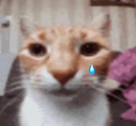 Out Of Context Pictures for Weird PFP or AirDrop Pictures Funny - Things to AirDrop - Reaction Meme - Reaction Pic - crying meme - crying reaction pic - crying cat No Cat Reaction Pic, Oof Reaction Pic, So Done Reaction Pic, Worried Reaction Pic, Bruh Reaction Pic, Just Kidding Reaction Pic, Stunned Reaction Pic Cat, Mhm Reaction Pic, Spreading Misinformation Reaction Pic