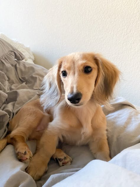 Dutchhounds Dog, Blonde Daushund, Blonde Weiner Dog, Dachshund Colors, Cutee Animals, Dapple Dachshund, Very Cute Dogs, Pretty Dogs, Dachshund Puppies