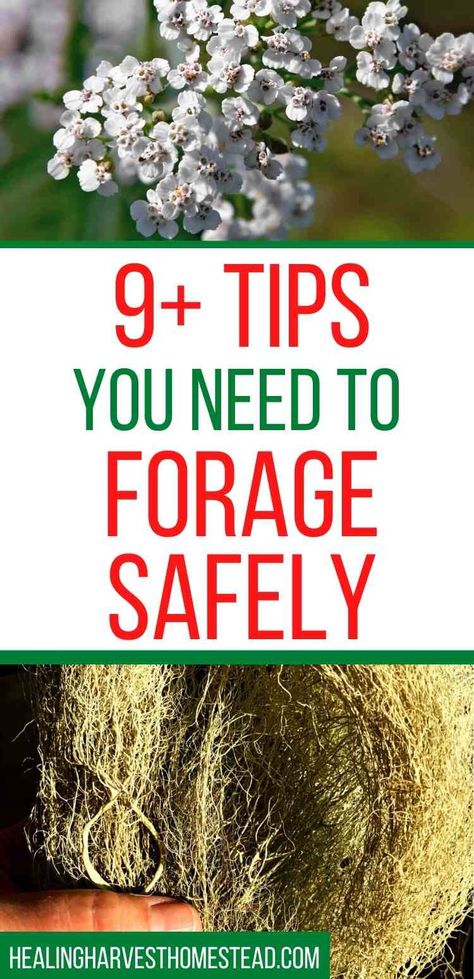 Here are Success Tips for foraging wild edible and medicinal plants for food and medicine! Find out how to forage edible and medicinal plants and the tools you’ll need too. #foraging #forbeginners #foragingguide #recipes #forfood #wild #healingharve… Florida Foraging, Homestead Knowledge, Survivalist Skills, Foraging Tips, Foraging Plants, Wild Crafting, Foraging Guide, Nontoxic Living, Hiking Safety