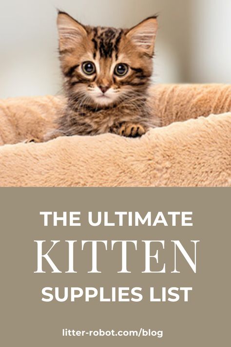 A handy checklist of kitten supplies to make sure you have everything you need when your little fur-bundle of joy arrives! Kitten Supplies List, Kitten Essentials List, Kitten Must Haves, Kitten Stuff, New Kitten Checklist, Kitten Set Up, Kitten Essentials, Cat Must Haves, Kitten Set Up Ideas