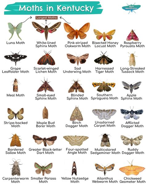 Types of Moths in Kentucky Moth Facts, Moth Symbolism, Crawling Animals, Giant Moth, Types Of Moths, Brown Moth, Large Moth, Moth Species, Cute Moth