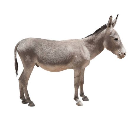 Donkey Side View Stock Photos, Pictures & Royalty-Free Images - iStock Black Bird Tattoo, Close Encounters, The Donkey, Holiday Inspiration, Nativity Set, Animal Planet, Classic Games, Image Photography, Daily Art