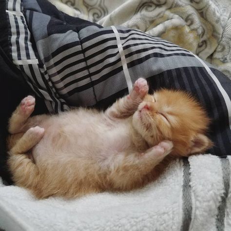 Kitten Found Crying Inside a Wall, Gets a New Mom to Love. - Love Meow Fat Belly, Kittens, Orange