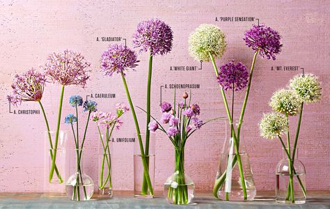 Allium Flowers, Longfield Gardens, Garden Bulbs, Planting Bulbs, Front Garden, Dream Garden, The Flowers, Herb Garden, Garden Planning