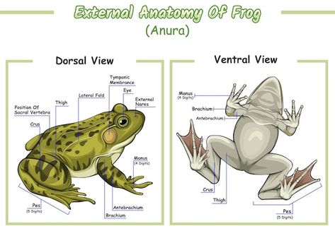 External anatomy of frog | Premium Vector #Freepik #vector #anatomy #body-anatomy #body-system #digestive-system Frog Anatomy, Biology Facts, Frog Illustration, Frog Drawing, Body Anatomy, Photo Wedding Invitations, Tree Frogs, Education Poster, Historical Architecture