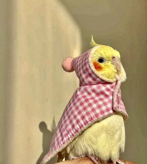 Funny Parrots, Out Of Context, Pretty Animals, Cute Animals Images, Funny Birds, Silly Animals, Fluffy Animals, Cute Wild Animals, Cute Animal Photos