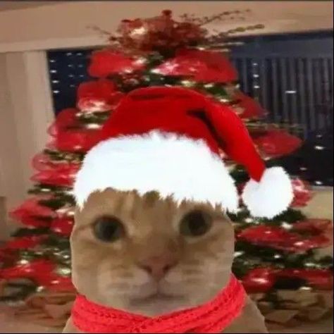 Funny Christmas Pfp, Christmas Cat Memes, Grumpy Cat Christmas, Cat Profile, Christmas Memes, Grumpy Cat Humor, Cat Holidays, Animated Christmas, Holiday Humor