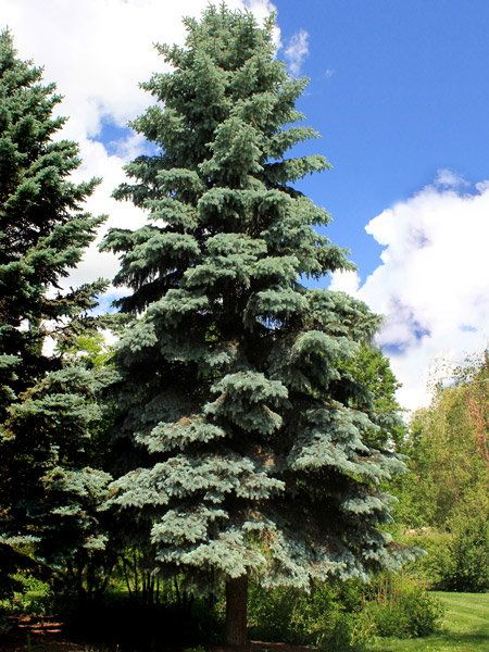 Conifer Colorado, Colorado Spruce, White Spruce, Colorado, Trees, Plants, White, Nature