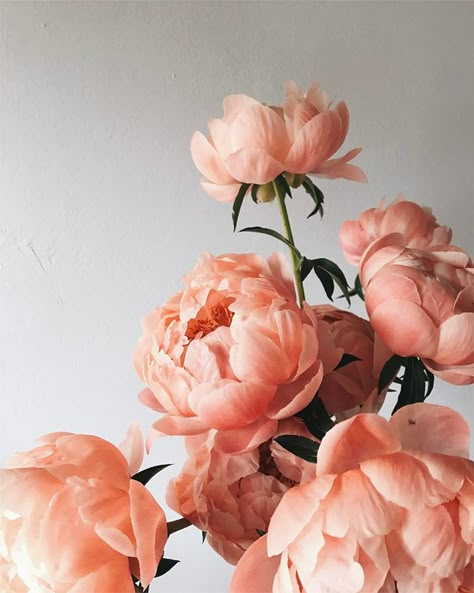 Pink Peonies, Peonies, Pink Flowers, Table Top, Vase, Flowers, Wall, Pink, White