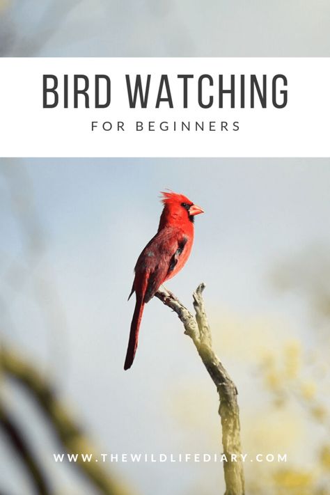 As soon as you step outside, you’ll have the opportunity to see all sorts of birds, perched and flying all around you. Read this post to find out how you can make the most of your experience! (Subscribe to my blog, and follow @thewildlifediaryblog on Instagram for more!) Bird Watching For Beginners, Bird Quotes Funny, Bird Watching Journal, Birds Quotes, Quotes Funny Inspirational, Inspirational Short Quotes, Indian Wildlife, Miss You Babe, Science Homeschool