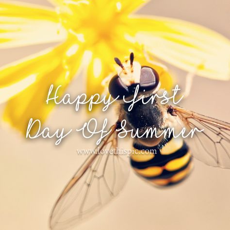 Bumble Bee - Happy First Day Of Summer quotes summer quote bee insect first day of summer summer quotes hello summer welcome summer summer quotes and sayings hello summer quotes happy first day of summer happy first day of summer quotes summer image quotes 1st day of summer hello summer pics First Day Of Summer Quotes Funny, 1st Day Of Summer Quotes, Welcome Summer Quotes, First Day Of Summer Quotes, Hello Summer Quotes, 1st Day Of Summer, Happy First Day Of Summer, Quotes Summer, Summer Quote