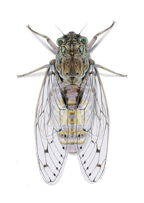 A lovely study of the Cicada by Davina Falcao. Cicada orni is a species of cicada belonging to the family Cicadidae, subfamily Cicadinae and the genus Cicada. Available in A3, A4 and A5 unframed Cicada Illustration Vintage, Cicada Art Illustration, Cicada Aesthetic, Cicada Art, Cicada Tattoo, Window Paintings, Animal Illustration Art, Beetle Juice, Inspiration Tattoo