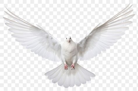 Dove Png, Dove Images, Bird Png, White Pigeon, Dove Pigeon, Dove Bird, Pencak Silat, Blue Background Images, White Dove