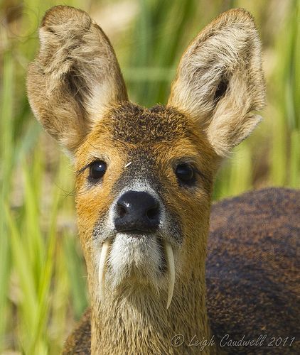 The endangered Himalayan or White-bellied Musk Deer (Moschus ... Vampire Deer, Chinese Water Deer, Water Deer, Scary Vampire, Deer Species, Small Deer, Rare Animals, Weird Animals, Beautiful Animals