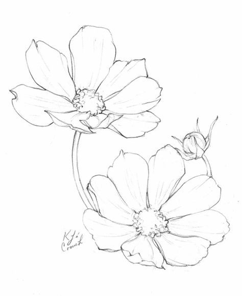 Ako Kresliť, Flower Drawing Tutorials, Flower Drawings, Cosmos Flowers, Butterfly Tattoos, Flower Art Drawing, Cool Pencil Drawings, Illustration Botanique, Flower Sketches