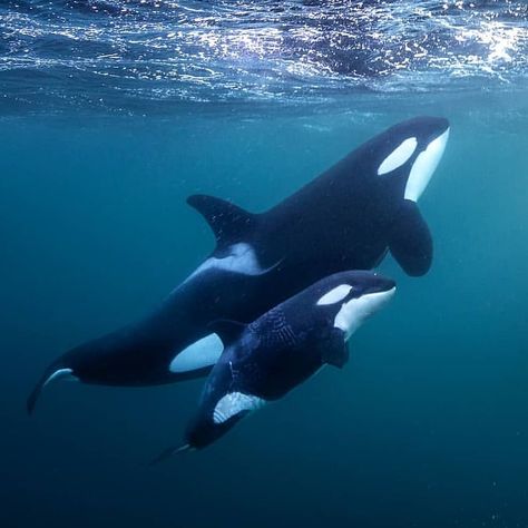 orcas on Instagram: “Trying my daring best. - PC: @toddthimios #dolphin #orca #blackfish #whalewatching #conservation #savethewhales #marinebiology…” Orcinus Orca, Sea Mammal, Save The Whales, Beautiful Sea Creatures, Orca Whales, Most Beautiful Animals, Wild Creatures, Killer Whale, Rare Animals