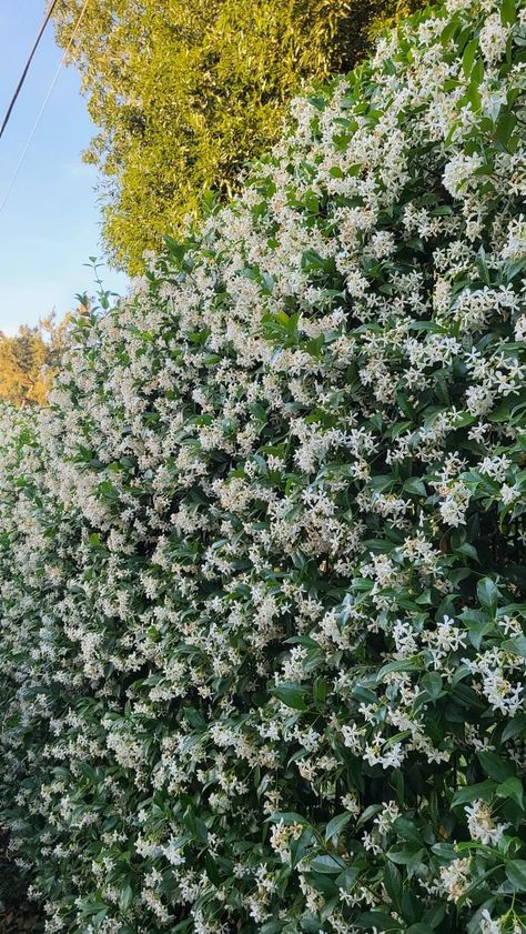 Evergreen Vines, Star Jasmine, Late Spring, Plant Ideas, Star Shape, Vines, Plants, Flowers