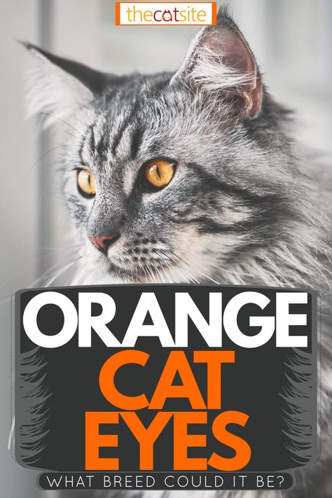 Orange Cat Eyes: What Breed Could It Be? – TheCatSite Articles Cats With Orange Eyes, Orange Eyed Cat, Cat With Orange Eyes, Rare Eye Colors, Multi Colored Eyes, Kitten Eyes, Rare Eyes, American Wirehair, Cat Orange