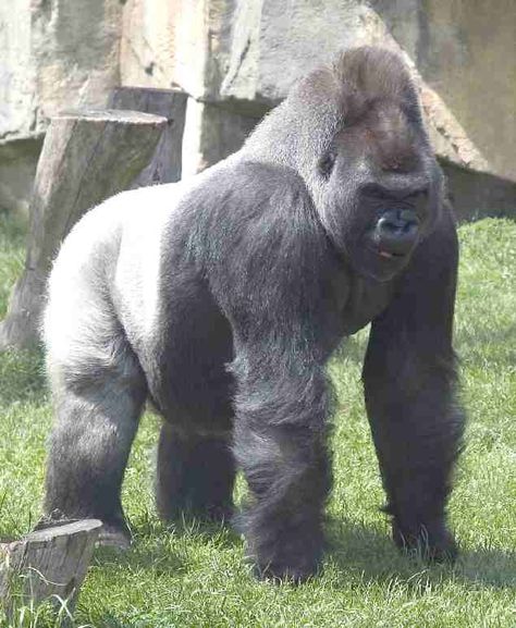 Silverback Gorilla Strength, Silver Back Gorilla, Gorillas In The Mist, Denver Zoo, Silverback Gorilla, In The Air Tonight, Mountain Gorilla, Great Ape, Baboon