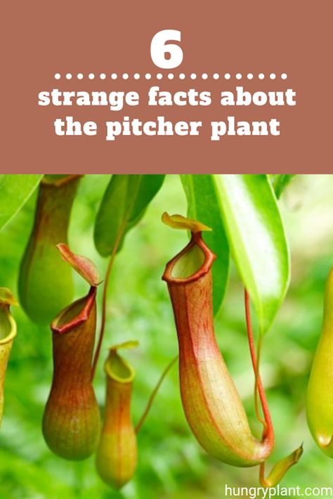 Pitcher plants with their colored flowers are right house plants. However, due to conservation reasons, it is not good to harvest from the wild instead get them from nursery beds. Read more at https://hungryplant.com/strange-facts-about-the-pitcher-plants/  #PitcherPlants #FactsaboutPitcherPlants Pitcher Plant Flower, Pitcher Plant Care, Carnivorous Plants Care, Purple Pitcher Plant, Carnivorous Plants Terrarium, Plants Terrarium, Man Eating Plant, Carnivorous Pitcher Plant, Pitcher Plants