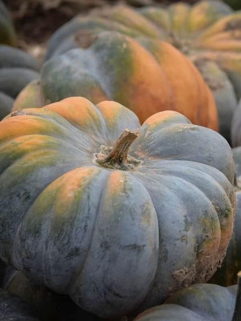 Heirloom Pumpkins: Jarrahdale Stacked in Storage Room Jarrahdale Pumpkin, Winter Squash Varieties, Heirloom Pumpkins, Crop Ideas, Pumpkin Stack, Pumpkin Varieties, Pumpkin Garden, Cinderella Pumpkin, Pumpkin Carriage