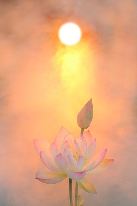 Lotus Flower, Lotus, The Sun, Sun, Green, Pink, White