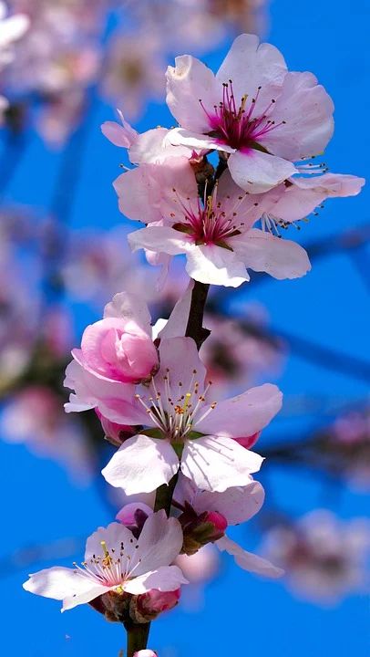 Almond Blossom Flowers Tree - Free photo on Pixabay Lilies Flowers, Almond Flower, Almond Blossoms, One Word Instagram Captions, Almond Tree, Kashmir India, Cherry Blossom Branch, Watercolor Subjects, Almond Blossom