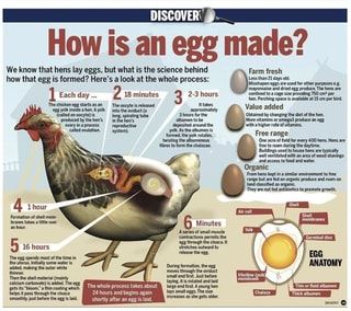 Found on iFunny Poached Chicken Breast, Best Egg Laying Chickens, Chickens Farm, Chicken Care, Diagram Design Ideas, Backyard Chicken Farming, Poached Chicken, Chicken Farming, Roasted Chicken Breast