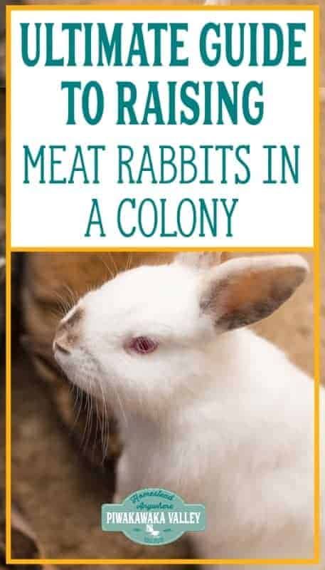 The ultimate guide of raising meat rabbits in a colony on the homestead or in your backyard. Breeds, Housing, Raising, Butchering, Cages, Feeding, Colony, Recipes, For Beginners, Set Up, Setup, #colonyrabbits #homesteading #piwakawakavalley Rabbit Colony, Raising Meat Rabbits, Meat Rabbits Breeds, Rabbits For Meat, Raising Rabbits For Meat, Rabbit Farm, Meat Rabbits, Raising Rabbits, Rabbit Breeds