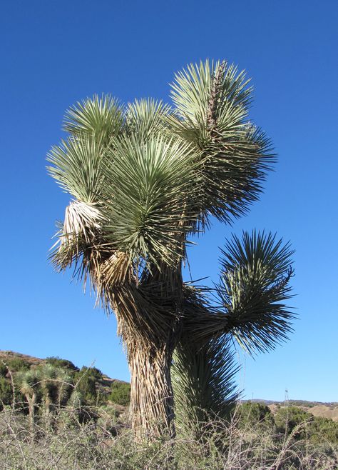 The lone Joshua-Lancaster California Lancaster California, Antelope Valley, California Dreamin', Joshua Tree, Where The Heart Is, Lancaster, Cali, Cactus, Favorite Places