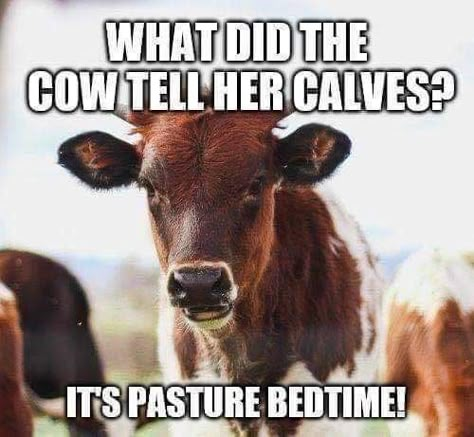 Cow Jokes, Farm Jokes, Kid Jokes, Farm Humor, Kids Jokes, Funny Corny Jokes, Cheesy Jokes, Country Jokes, Dad Jokes Funny