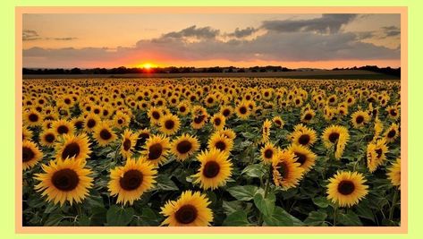 Sunflower Sunset, Sunflower Photography, Sunflowers Background, Computer Wallpaper Desktop Wallpapers, Landscape Photography Tips, Sunflower Wallpaper, Landscape Paintings Acrylic, Landscape Photography Nature, Macbook Wallpaper