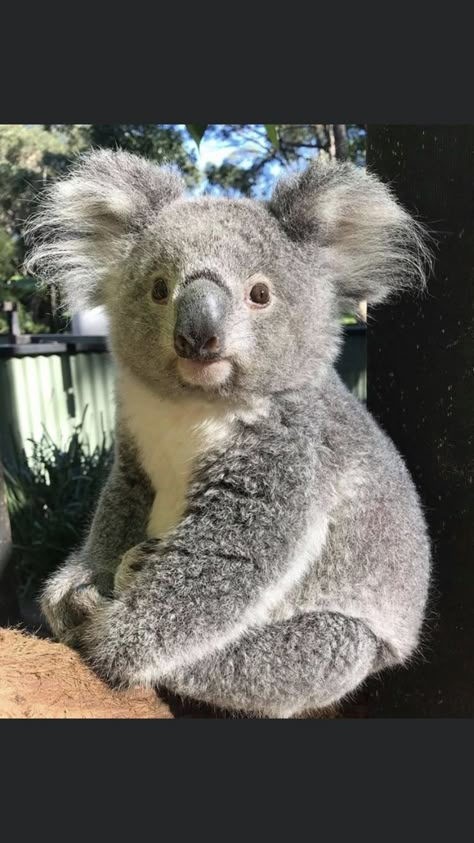 Koala Marsupial, Cute Koala Bear, The Wombats, Australia Animals, Cute Koala, Baby Koala, Birds Nature, Bear Face, Endangered Animals