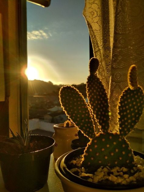 Cactus, Sun, Plants