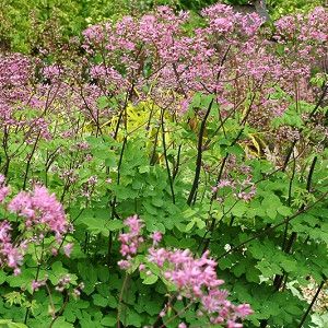 Pollinator Flowers, Vermont Garden, Landscape Nursery, Song Sparrow, Plant Breeding, Goth Garden, Smart Garden, Shade Perennials, Border Plants