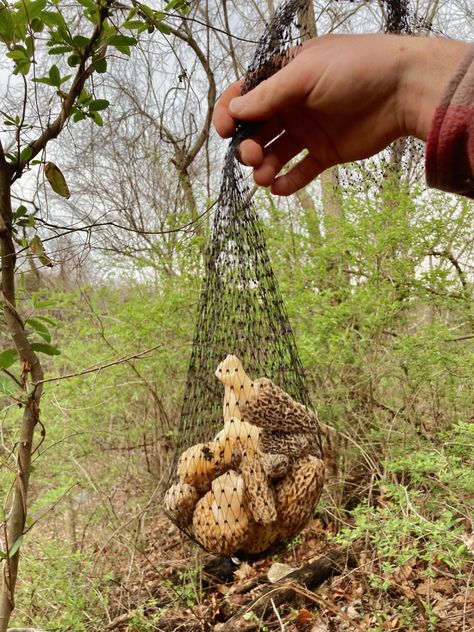 Mushroom Hunting Aesthetic, Foraging Aesthetic, 2024 Manifestations, Adventure Core, 2024 Moodboard, Earthy Aesthetic, Mushroom Hunting, Outdoor Aesthetic, 2024 Vision