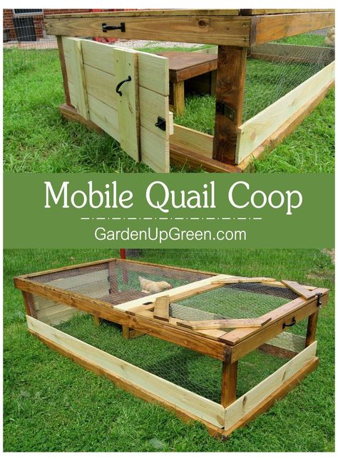 Cortunix Quail, Quail Coop Ideas, Quail Coop Ideas Diy, Quail Pen, Quail House, Raise Quail, Button Quail, Quail Coop, Raising Quail