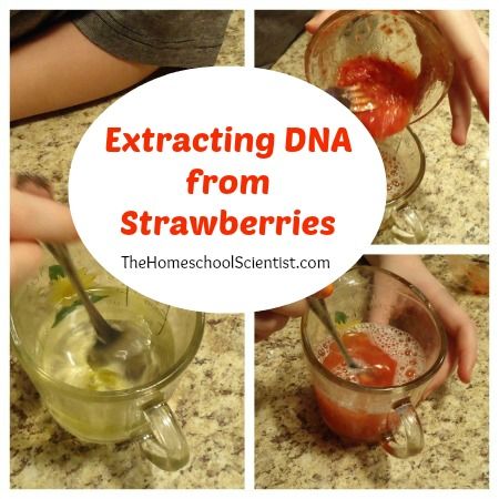 Extracting DNA From Strawberries - The Homeschool Scientist Homeschool Anatomy, Dna Extraction, Science Plants, Biology Experiments, Kid Science, Summer Science, Science Club, Ap Biology, Plant Science