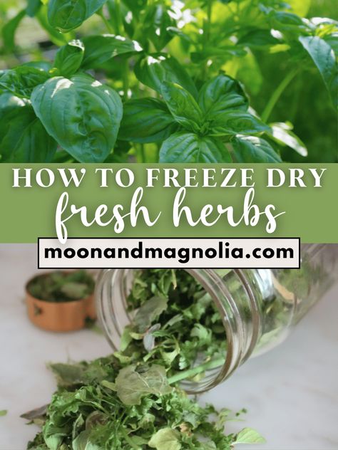 Learn how to freeze dry herbs from your garden! Freeze drying preserves your homegrown herbs for months (and even years), so you can enjoy fresh flavors from your garden any time! How To Freeze Dry Herbs, Dry Fresh Herbs, Homegrown Herbs, Freeze Dried Food Storage, Drying Fresh Herbs, Harvest Right Freeze Dryer, Preserving Herbs, Dry Herbs, Pineapple Sage