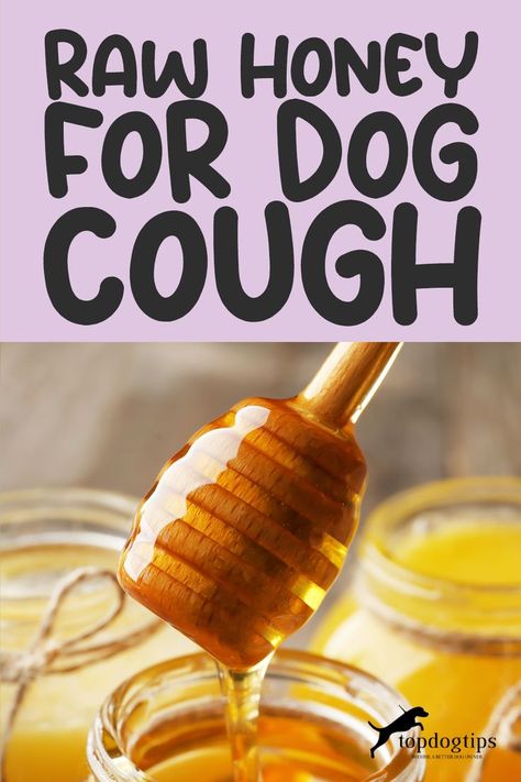 Raw Honey For Dog Cough Dog Cough, Baby Cold Remedies, Dog Coughing, Lunch Box Idea, Healthy Low Carb Snacks, Dog Wellness, Dog Health Tips, Cold Sores Remedies, Best Low Carb Recipes