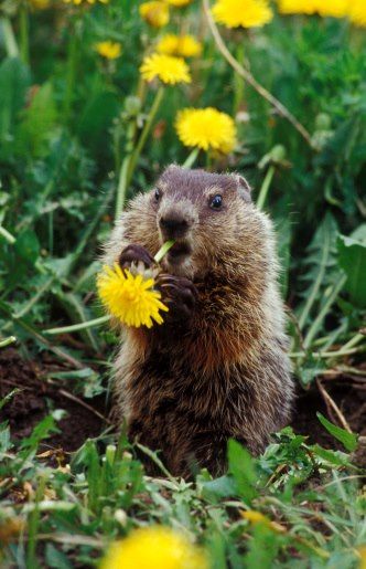 Groundhog/woodchuck, same thing, best thing! The greatest animal in the world... after cats, pigs, and dogs. Groundhog Pictures, Cute Groundhog, Ground Hogs, Ground Hog, Aesthetic Animals, Prairie Dogs, Tattoo Animal, Prairie Dog, Anime Tattoo