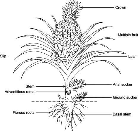 What to Do with Pineapple Plant After Harvest What To Do With Pineapple, Pineapple Plant Care, Growing Celery, Biology Plants, Pineapple Plant, Pineapple Planting, Planting Pot, Pineapple Recipes, Skeletal System