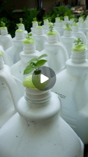 Keep on Growin' on Instagram: "Cheap Hydroponics. Save Your Jugs! 😀🌿👍 #diy #gardening #hydroponics" Kratky Hydroponics Diy, Hydroponic Gardening Diy, Diy Hydroponics, Raised Gardens, Diy Cooler, Hydroponics Diy, Diy Gardening, Garden Containers, January 3