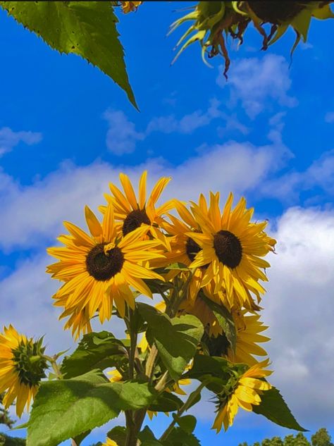 Flower Images Aesthetic, Sunflower Asethic, Sunflower Photography Vintage, Sunflower Astethic, Vintage Sunflower Aesthetic Wallpaper, Sunflower Widget, Sunflower Pfp, Vintage Sunflower Aesthetic, Sunflowers Photography