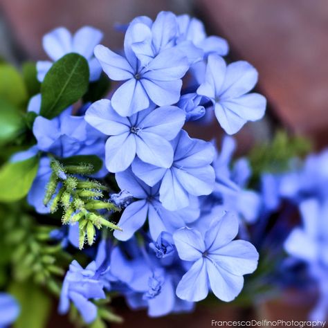 Blue plumbago Plumbago Auriculata, Blue Plumbago, Blue Flowers Garden, Butterfly Plants, Plant Fungus, Flower Sleeve, Macro Flower, Boquette Flowers, Blue Garden