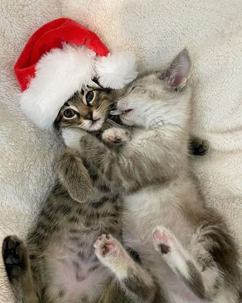 Christmas Kitten Wallpaper, Kittens Christmas, Christmas Kitten, Foster Kittens, Foster Mom, Old Cats, Beautiful Cat, Cat Nap, Cats Meow