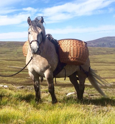 Highland Pony, Blue Roan, Draft Horses, Gender Neutral, Horses, Animals, Blue