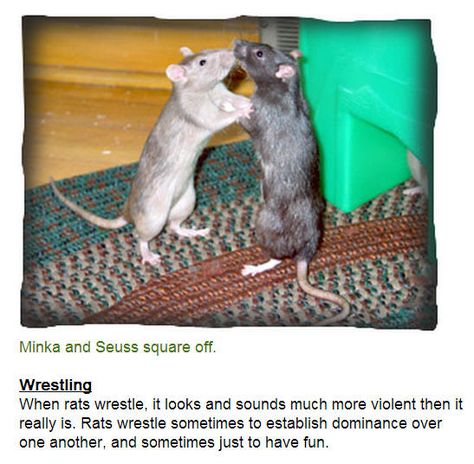 Major Rat Body Language - RattyRat - JoinRats Rat Body Language, Fancy Rat, Mouse Rat, Nursing Study, Pet Rats, Tiny Dogs, Body Language, Guide Book, Mice