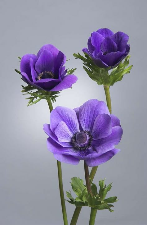 Anenome Flower, Purple Flower Pictures, Flower People, Flower Art Drawing, Anemone Flower, Cut Flower Garden, Beautiful Flowers Wallpapers, Sanya, Grow Together