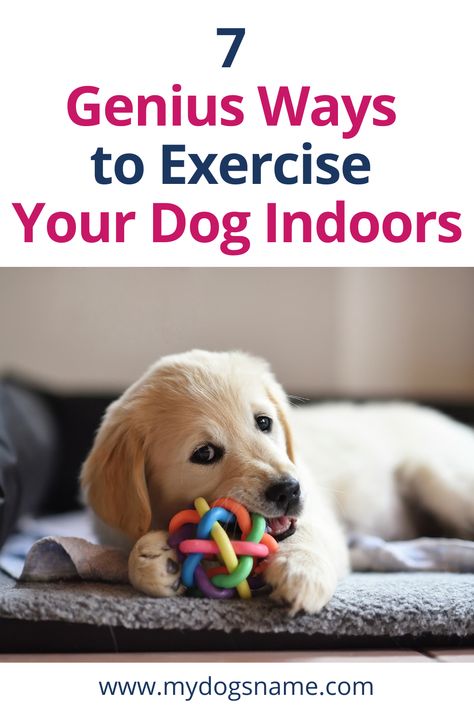 Dogs need exercise. But it's not always possible to exercise your dog outside. Here are 7 genius ways to exercise your dog indoors. Fun Ways To Exercise, Ways To Exercise, Dog Enrichment, Dog Exercise, Interactive Games, Indoor Dog, Best Dog Food, Lap Dogs, Dog Signs